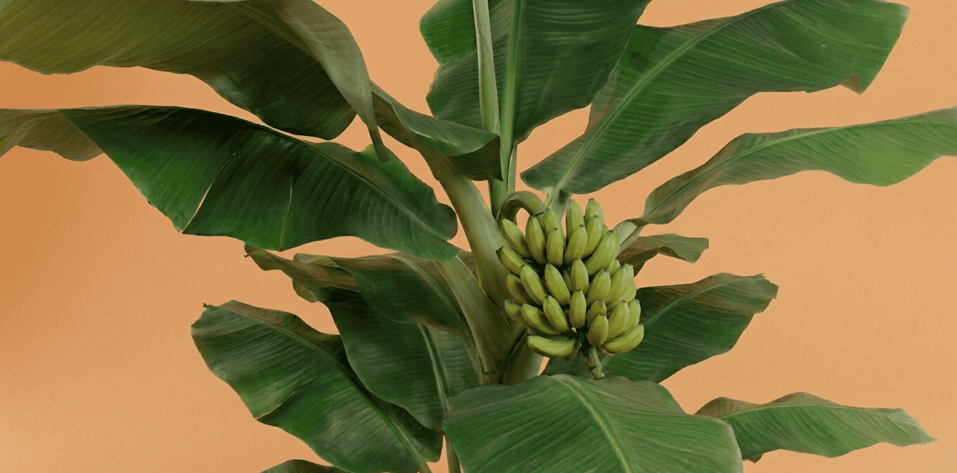 Cold hardy banana tree with a bunch of green fruit growing outdoors