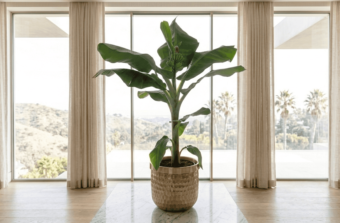 Large cold hardy banana tree in a woven basket pot by floor-to-ceiling windows