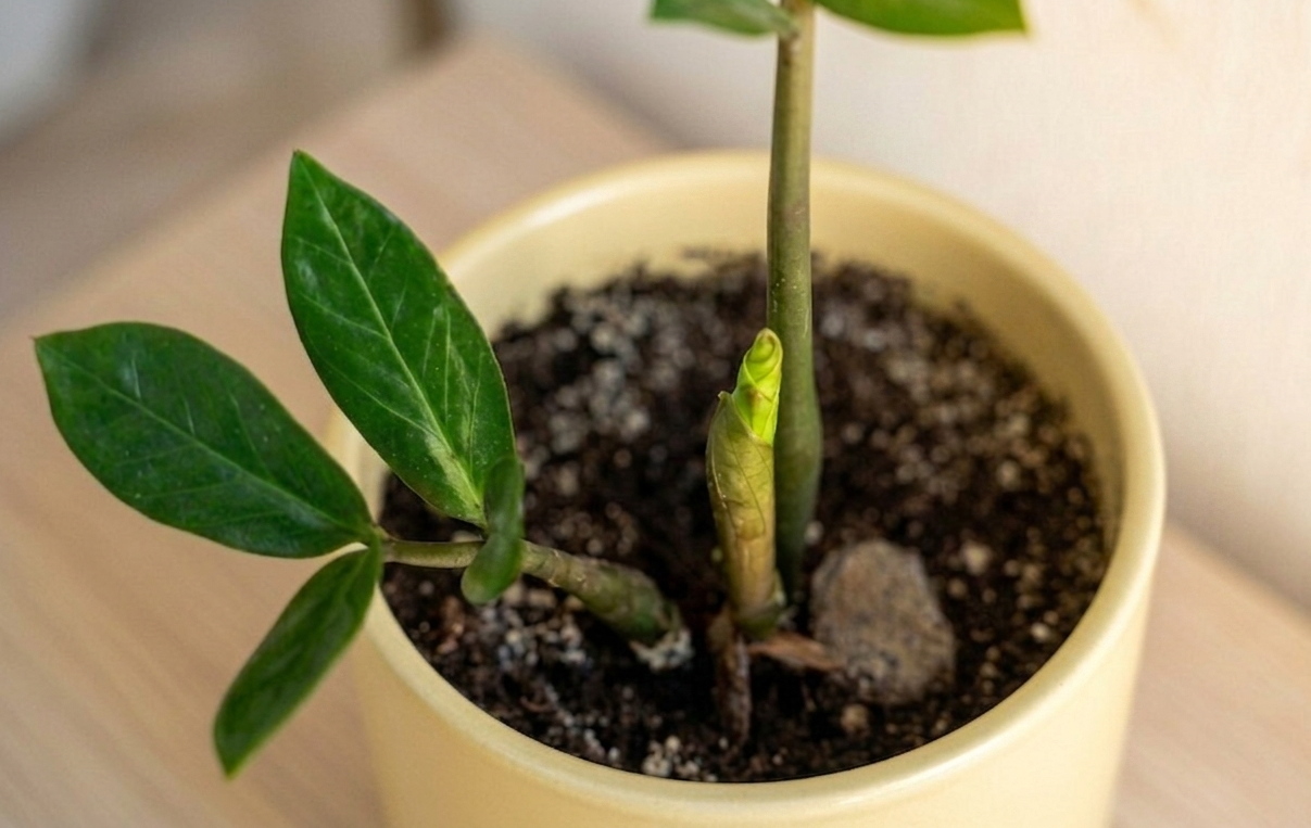 close up of new ZZ plant growth bud emerging from stem