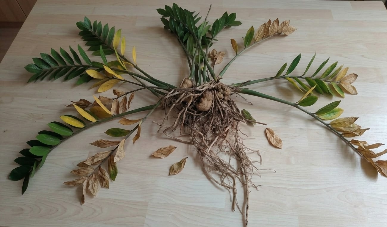 ZZ plant fully unpotted and spread flat on table showing mix of green healthy yellow and brown dying leaves with exposed root ball