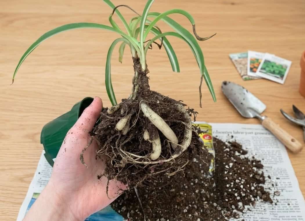spider plant root ball with thick tuberous roots exposed during repotting, held over newspaper with garden tools