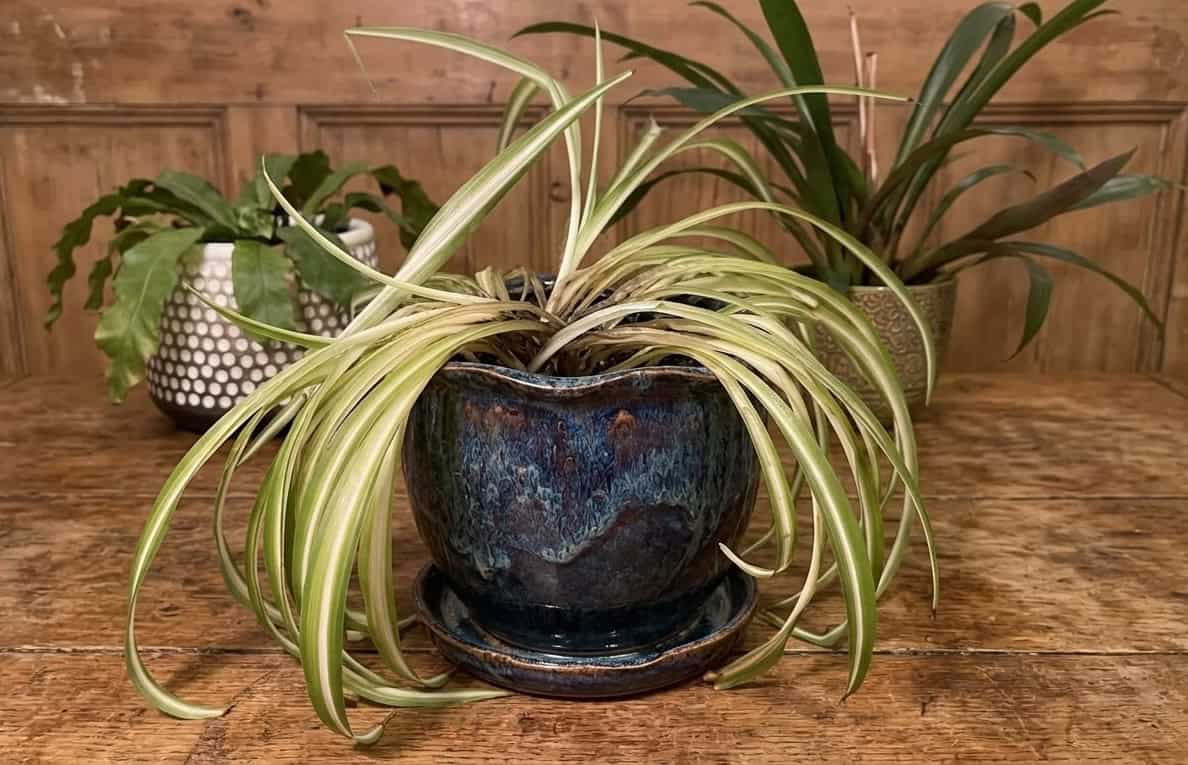 healthy curly spider plant in blue glazed ceramic pot on wooden table with other plants in background