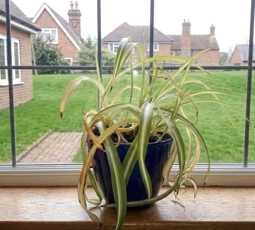 curly spider plant with yellowing drooping leaves on a windowsill overlooking an English garden
