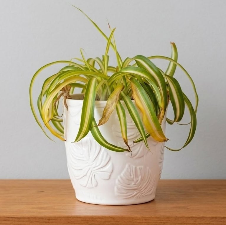 drooping spider plant with yellowing and dying leaves in white ceramic pot on wooden table