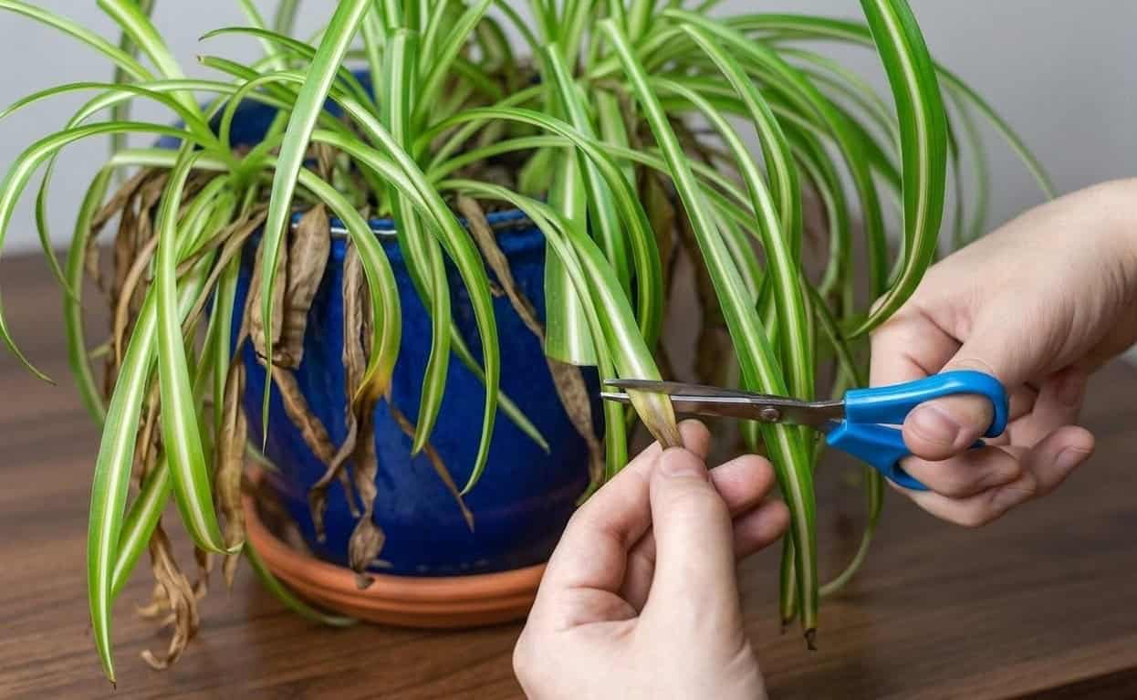 hands using blue scissors to trim brown dead leaves from spider plant in blue ceramic pot