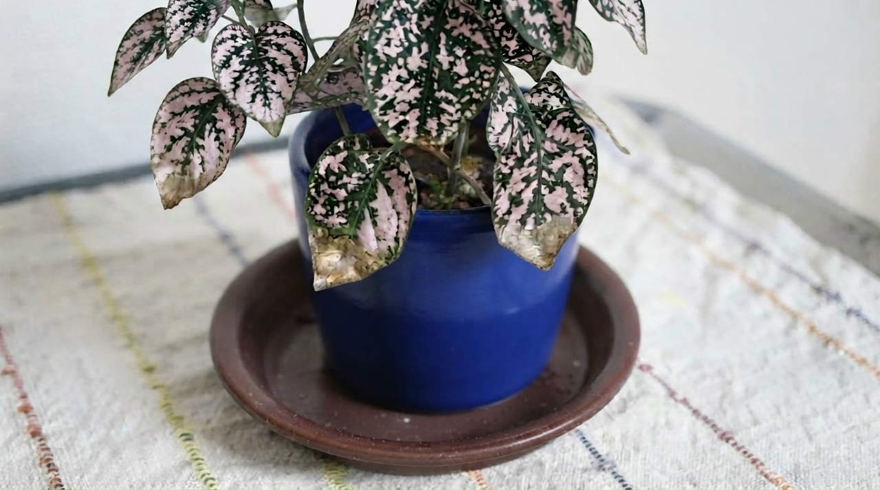 Pink polka dot plant with dark green and pink spotted leaves in a blue ceramic pot