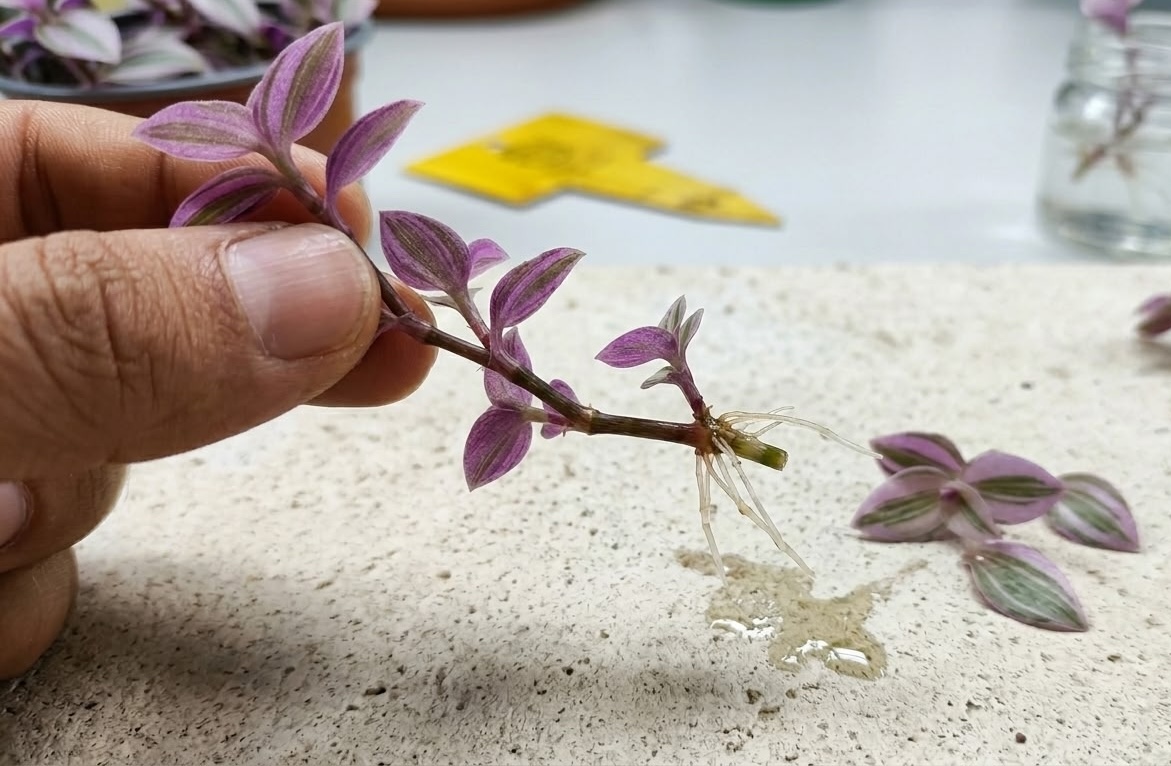 tradescantia zebrina stem cutting with white roots showing successful water propagation