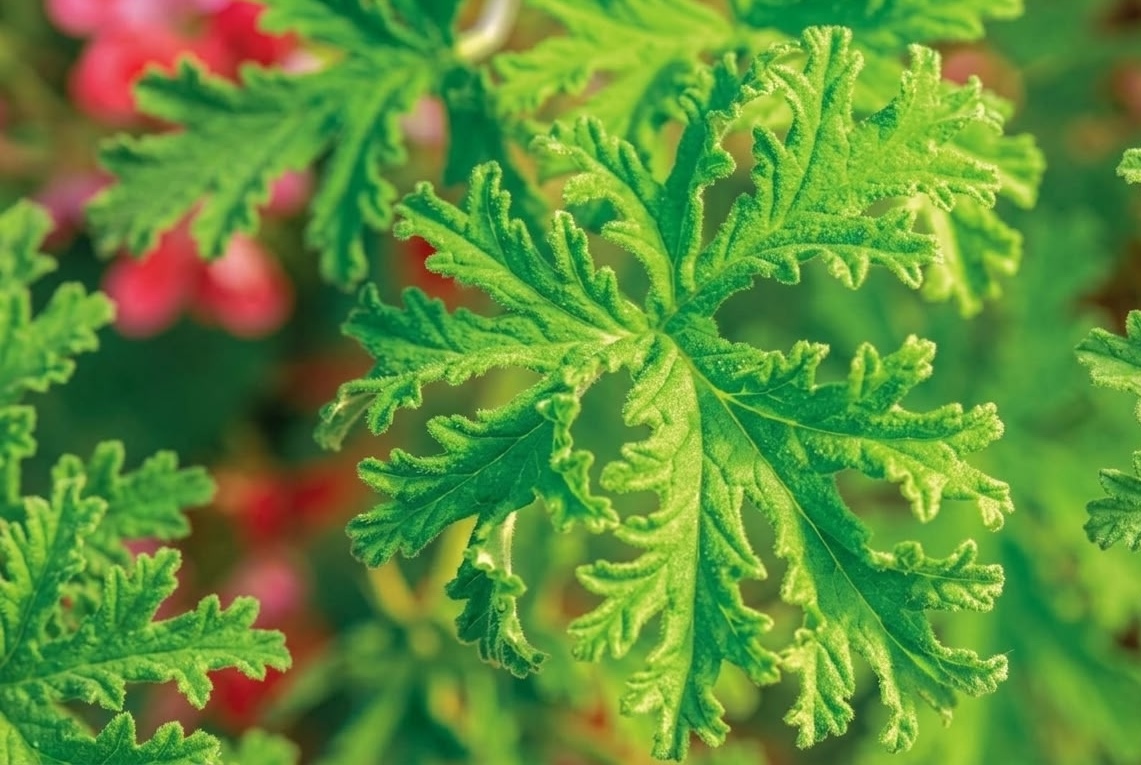 Close-up of citronella plant leaf showing the hairy texture and lobed shape of Pelargonium citrosum