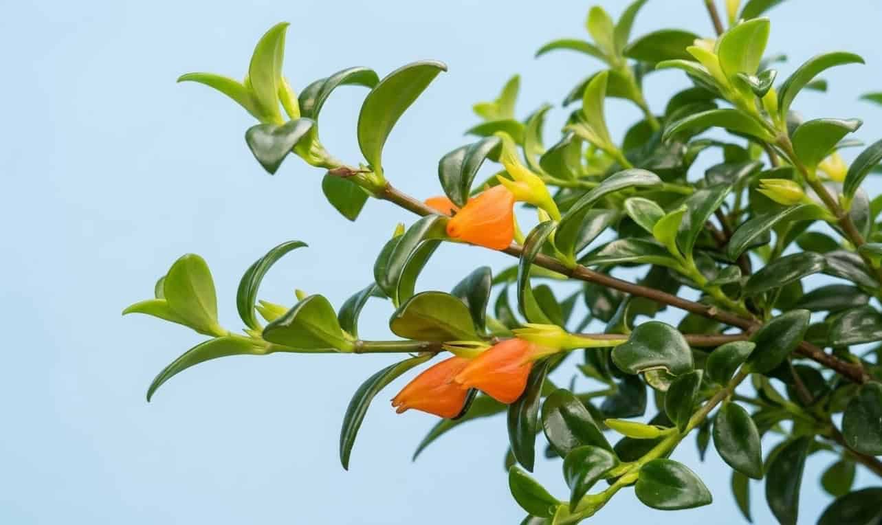 close-up of goldfish plant orange tubular flowers on trailing stems