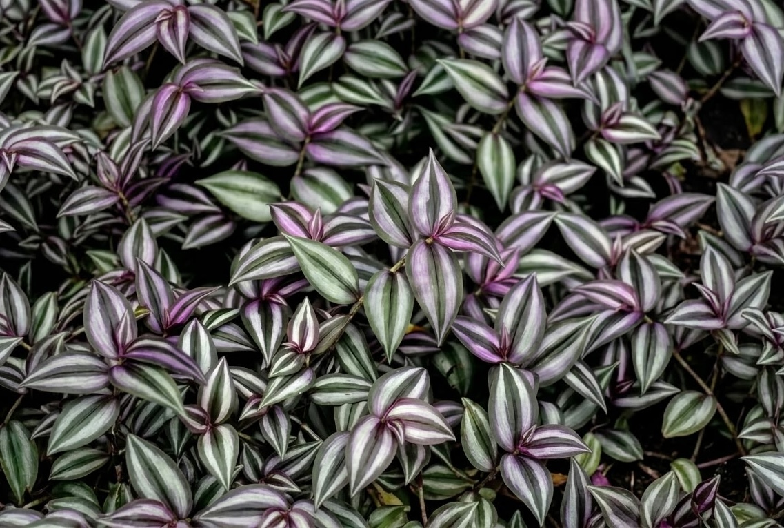 close-up of tradescantia zebrina leaves showing silver green and purple stripe pattern