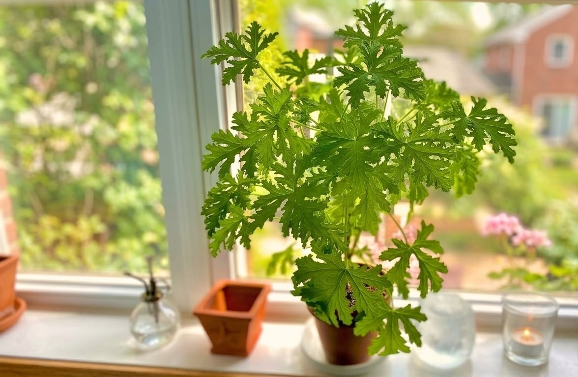 Citronella plant in a terracotta pot on a bright sunny windowsill with glass candle holders