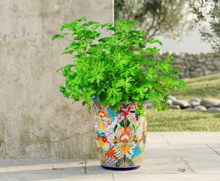 Citronella plant (Pelargonium citrosum) in a colorful Talavera ceramic pot on a sunny stone patio