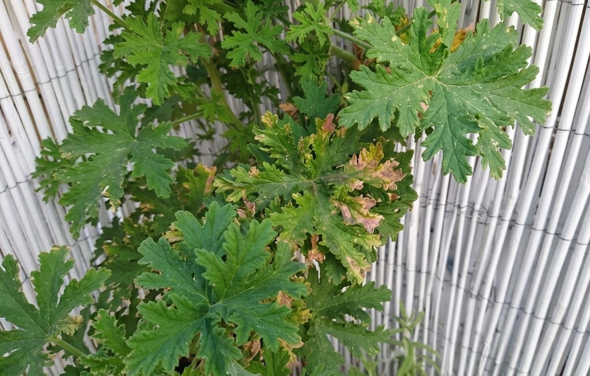 Citronella plant leaves with yellow and brown patches from spider mite damage or fungal leaf spot