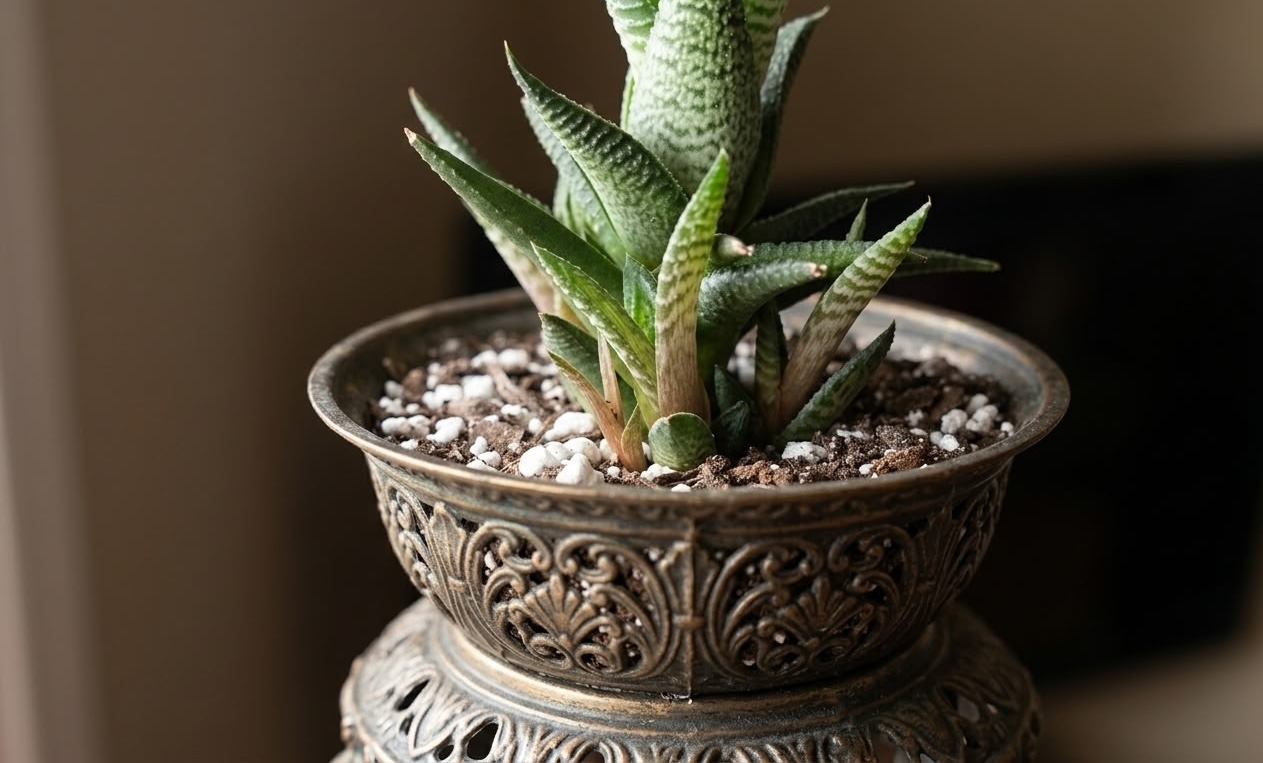 Haworthia fasciata with elongated etiolated leaves from insufficient light