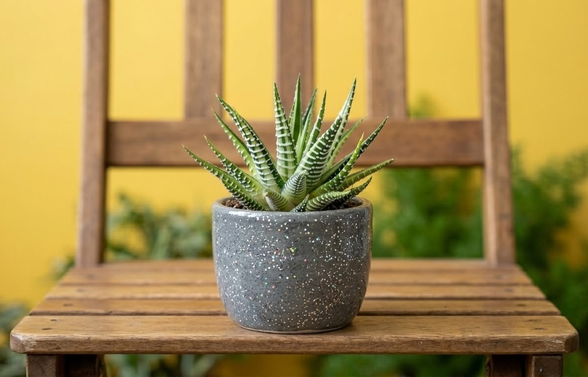 Haworthia fasciata in gray speckled pot against yellow wall