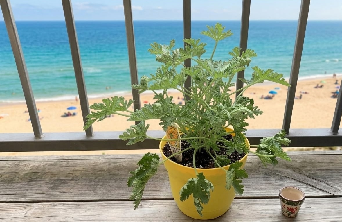 Citronella plant in a yellow pot on a wooden beach balcony with the ocean visible in the background
