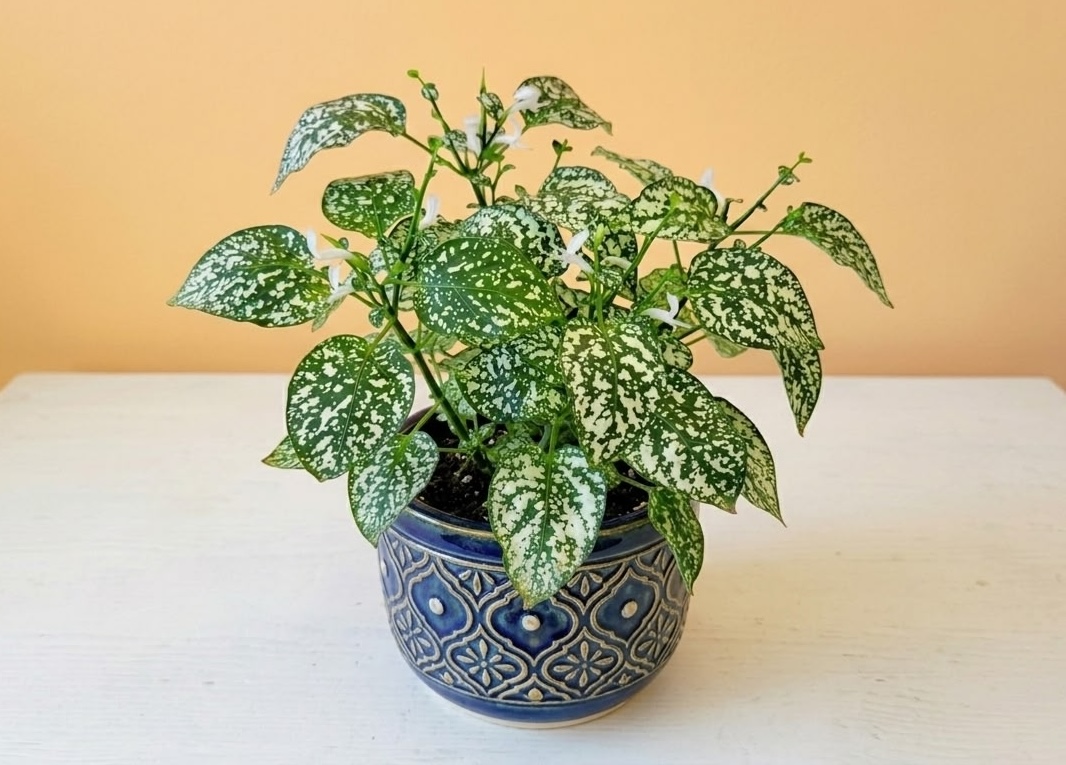 Leggy and drooping polka dot plant with long bare stems supported by bamboo stakes in a terracotta pot
