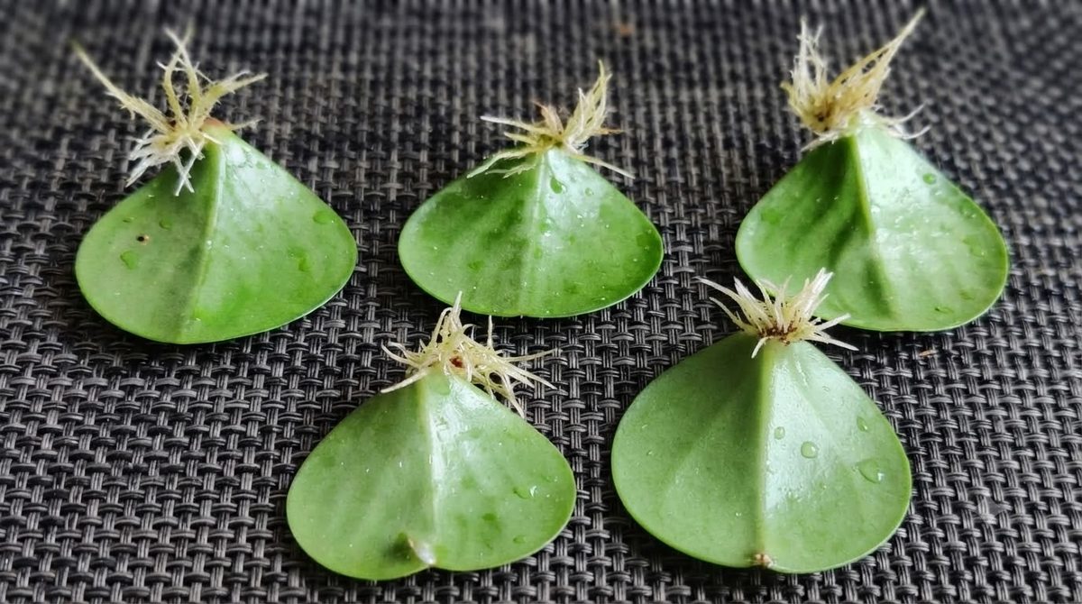 Five baby rubber plant leaf cuttings with small emerging roots on a woven mat