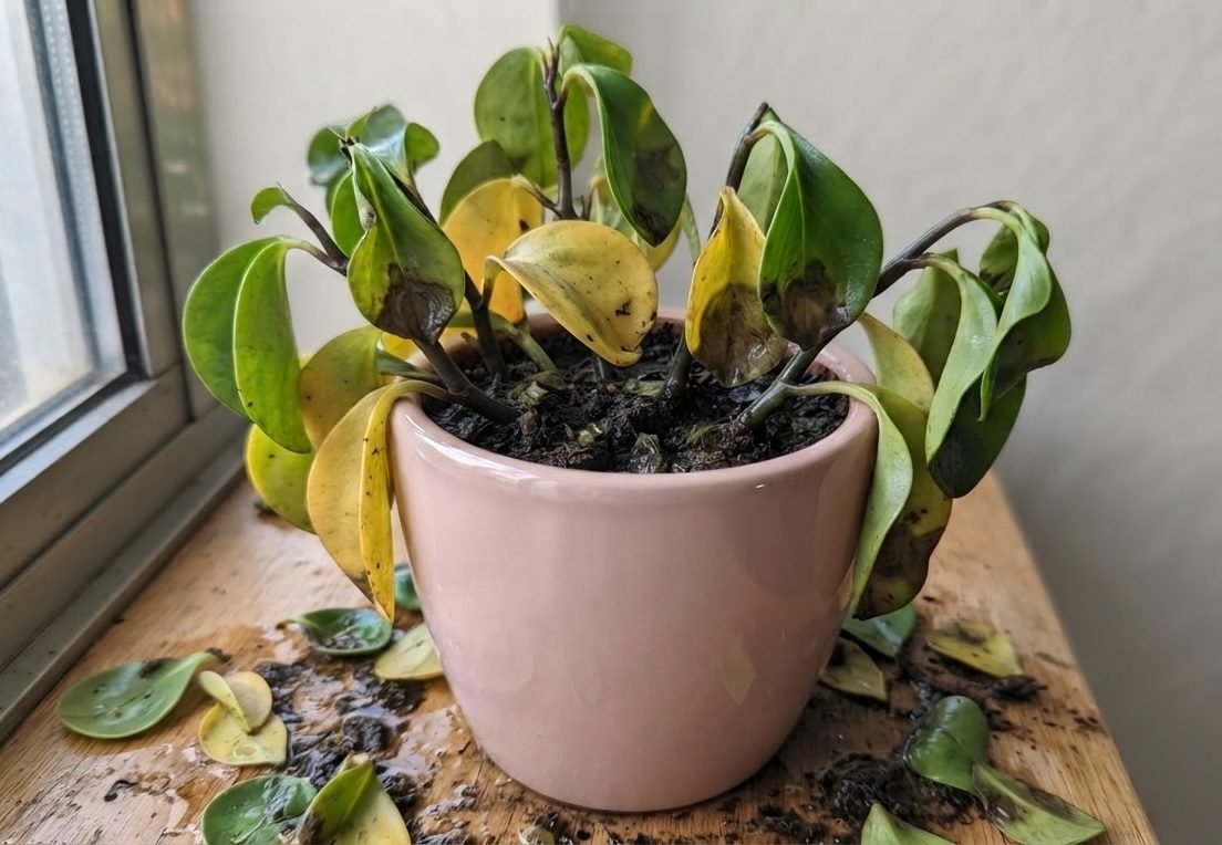 Baby rubber plant with severely wilted, blackened, yellow leaves and fallen foliage from root rot