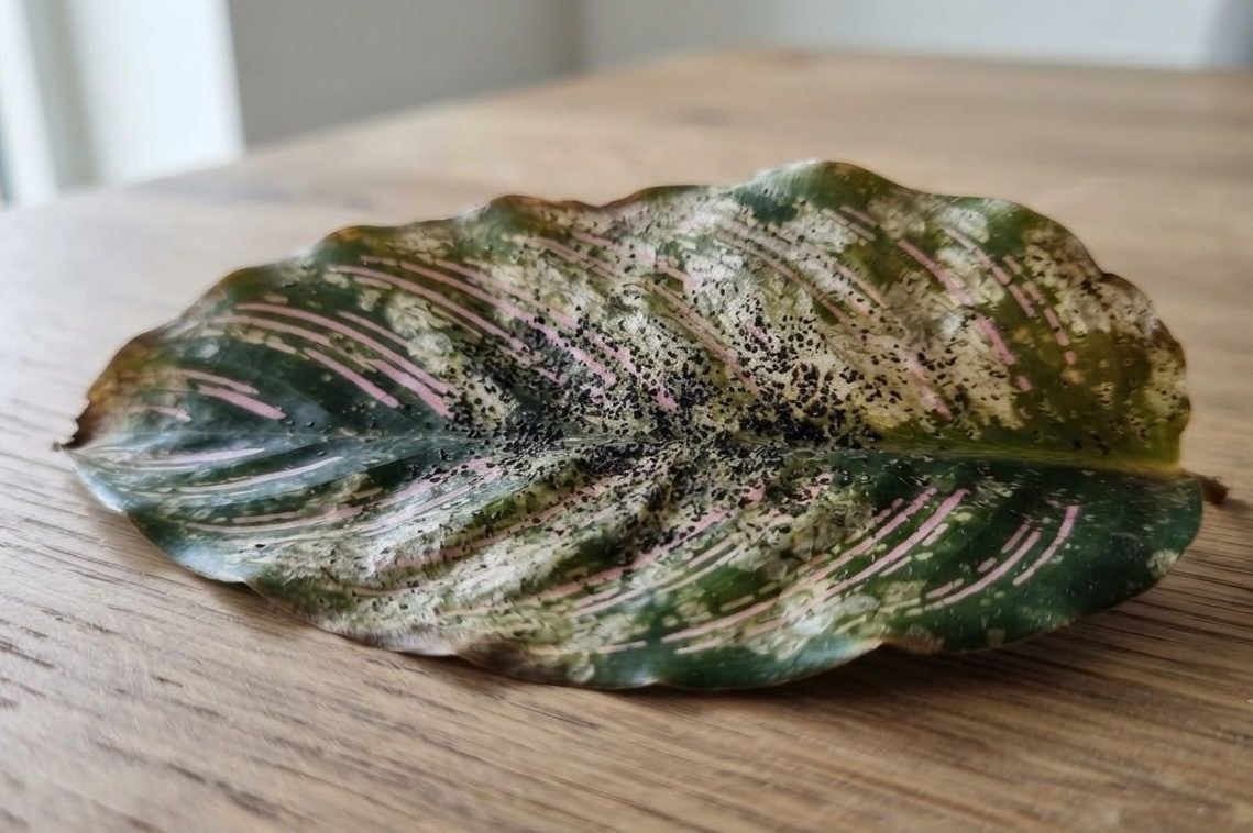 Calathea ornata leaf with dark fungal spots and browning laid on a wooden table