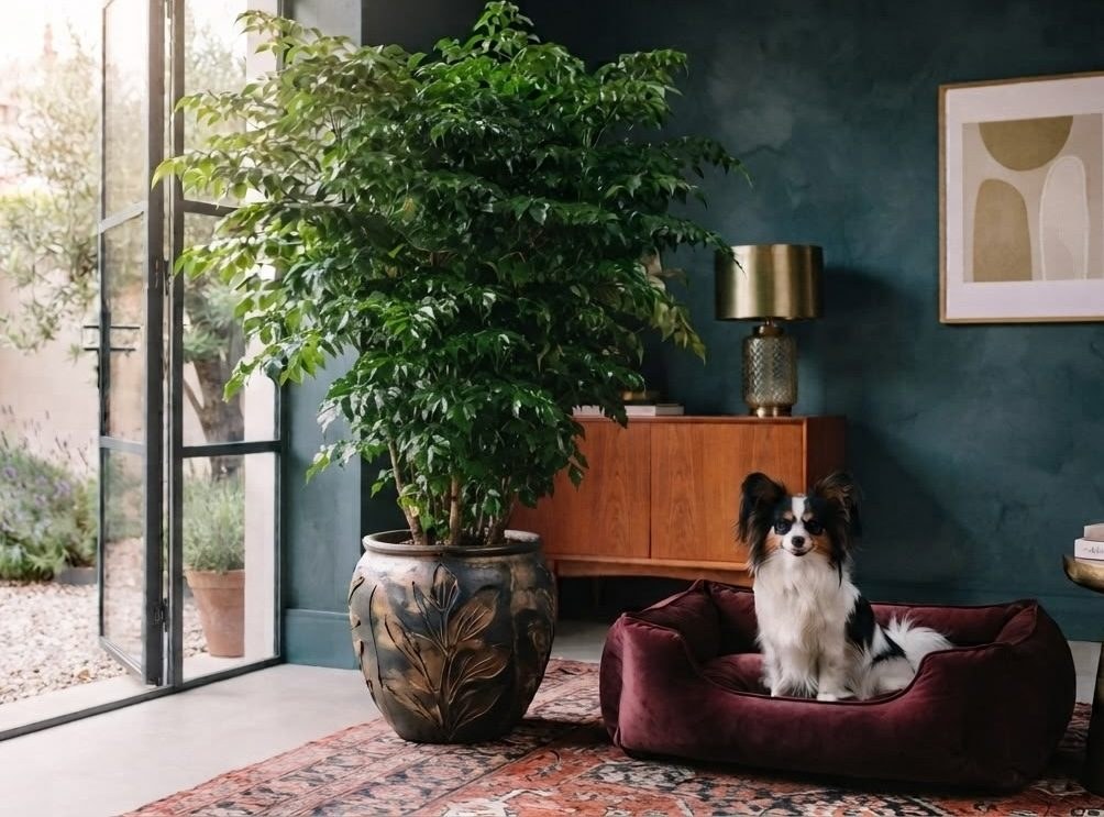 Small dog sitting in a bed next to a large China doll plant in a teal living room