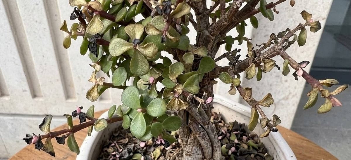 Portulacaria afra bonsai with blackened, wilted leaves and stems from root rot