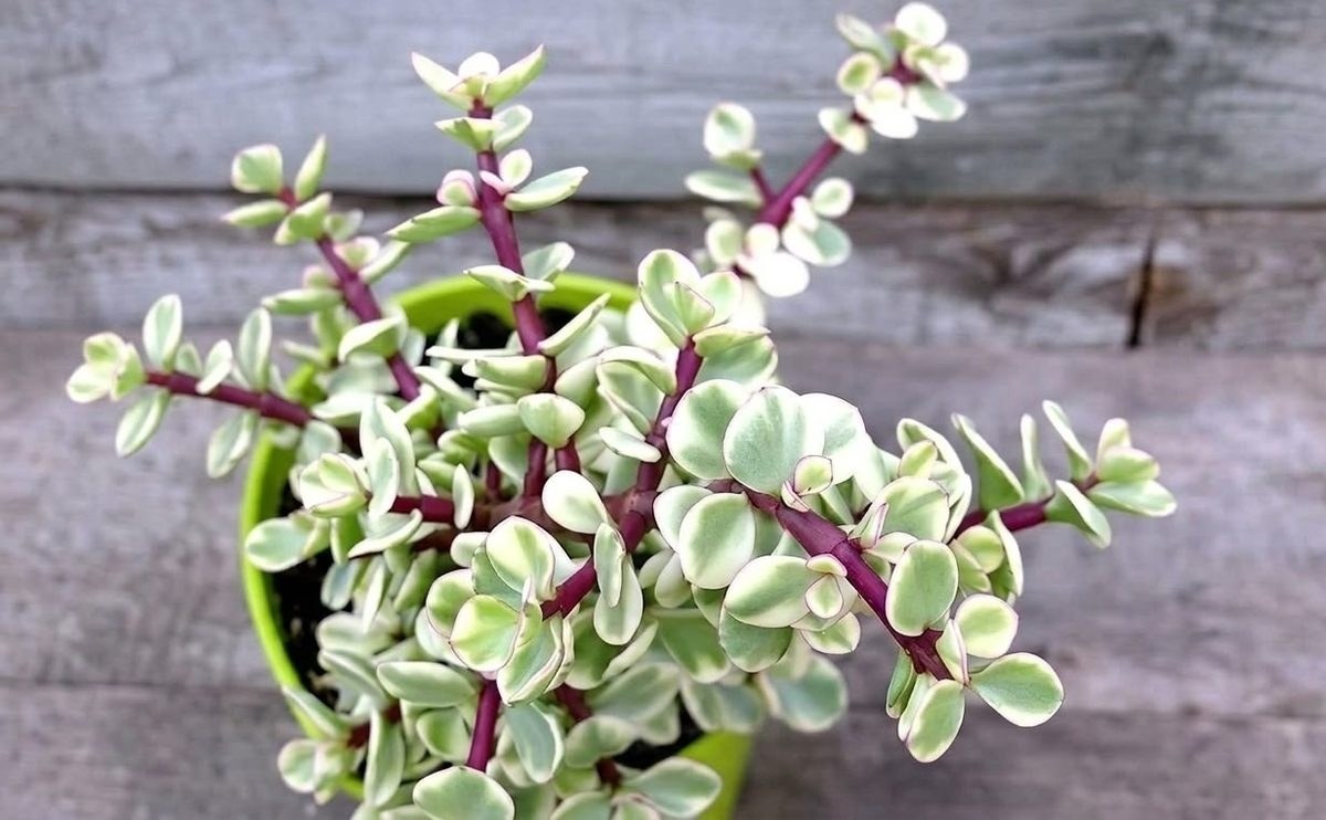 Close-up of variegated portulacaria afra leaves with cream and green coloring in a green pot