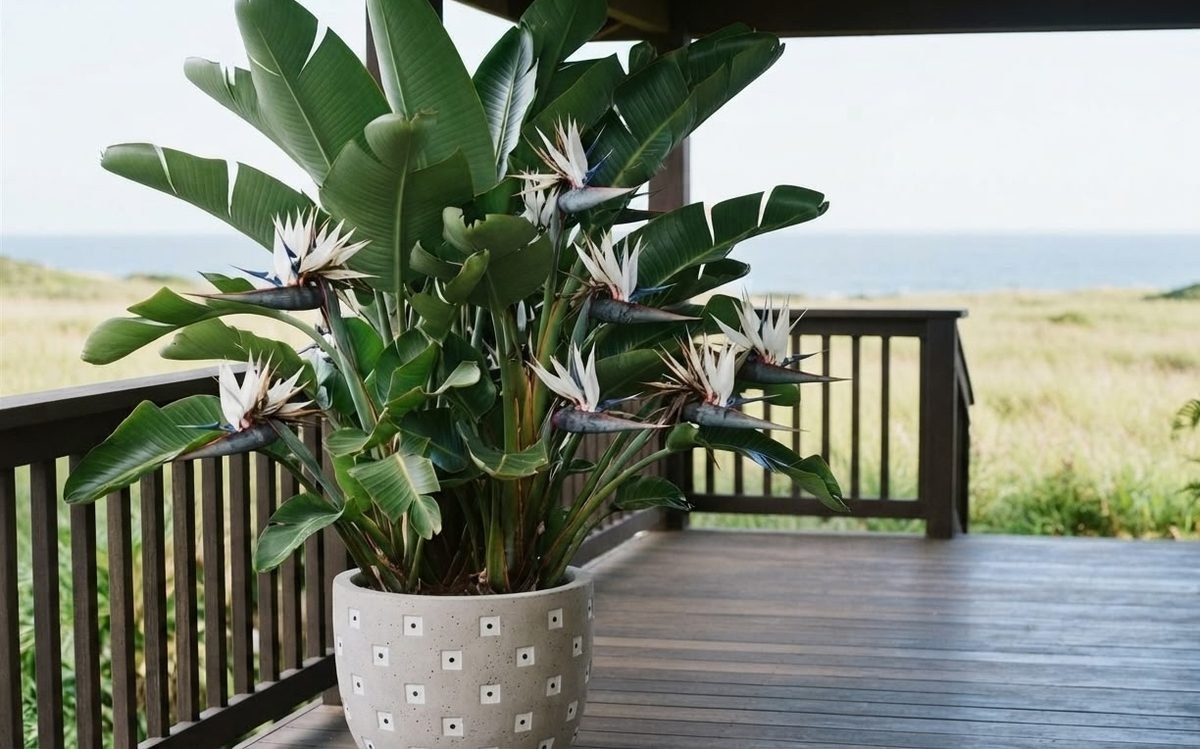 Close-up of a Strelitzia nicolai white bird of paradise flower with dark purple bracts and white petals