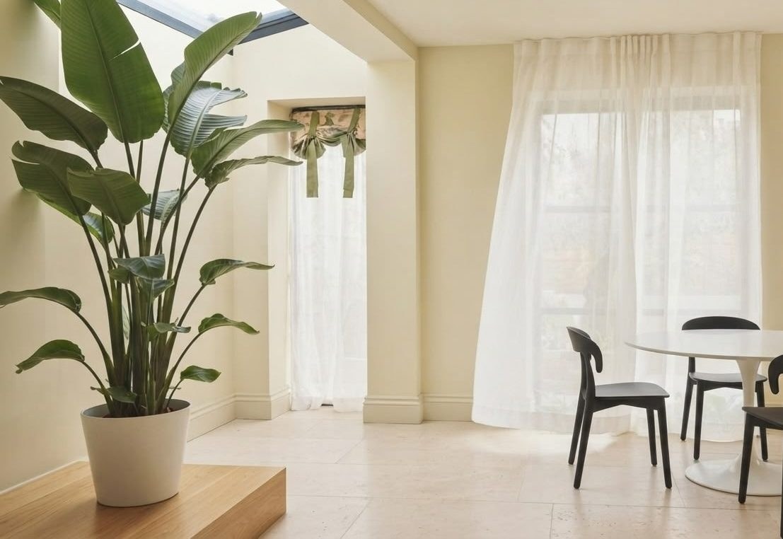 Tall Strelitzia nicolai white bird of paradise plant with large banana-like leaves in a white pot beside a sunny window