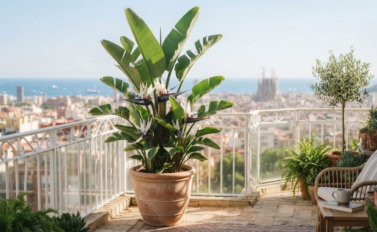 Strelitzia nicolai with white and orange flowers in a large terracotta pot on a city balcony with a cathedral in the background